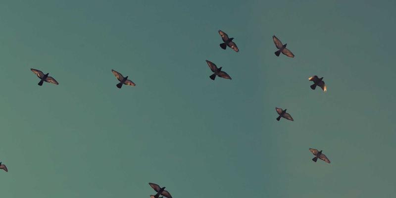 敏捷团队如何平衡管理知识与创新突破：战略规划与职业发展的双引擎